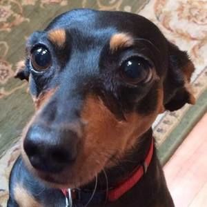 Meet your Posher, Susan